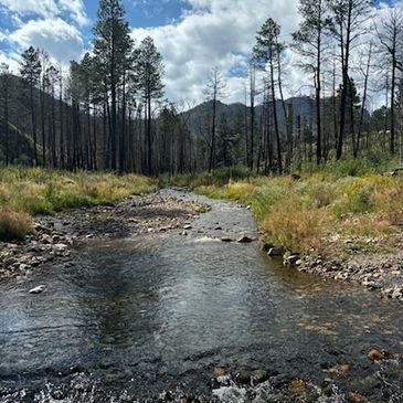 A serene stream flowing through a forest with mountains in the background.