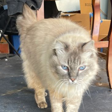 A cat at home being cared for by Always Home Pet Sitting & Dog Walking. 