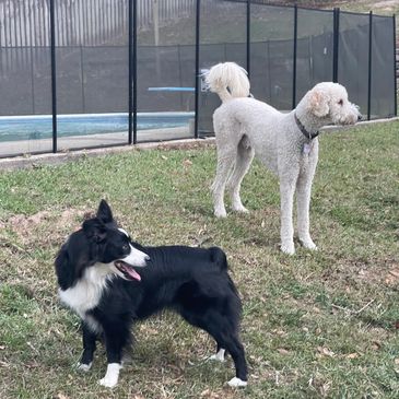 Dogs that are outside with Dog Boarding in Mobile, Alabama.