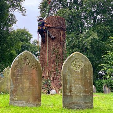 commercial-tree-services-berkshire