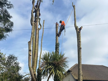 tree-surgeon-hampshire-at-work