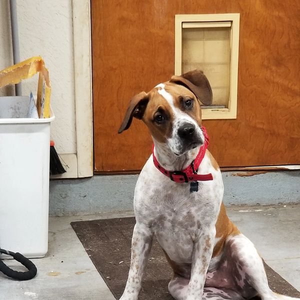 Pure Bred Roscolian Hound Dog