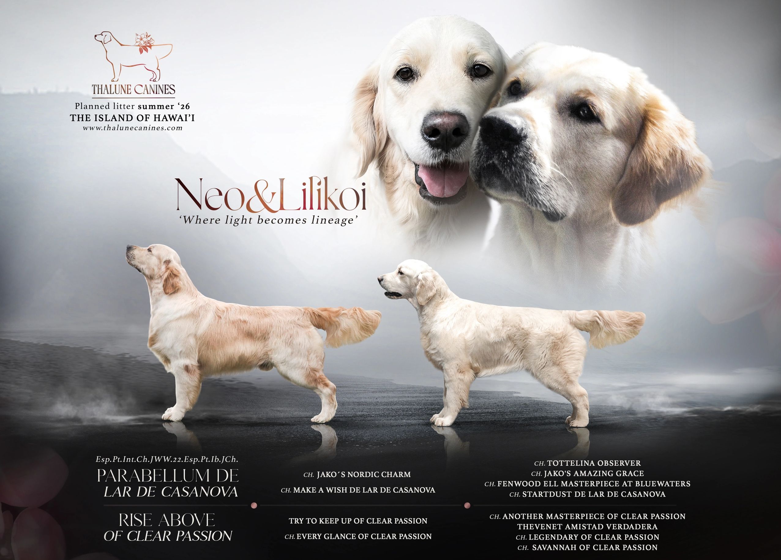 Golden retrievers Neo and Lilikoi with detailed lineage and planned litter announcement for summer 2026.