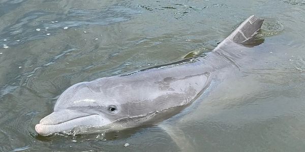 Bubbles is a local dolphin around the docks on Wilmington island she is none by the top portion of h