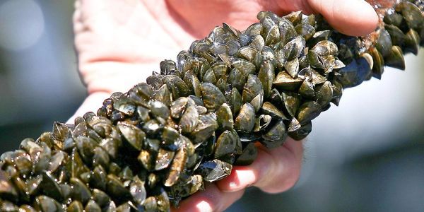 zebra mussel