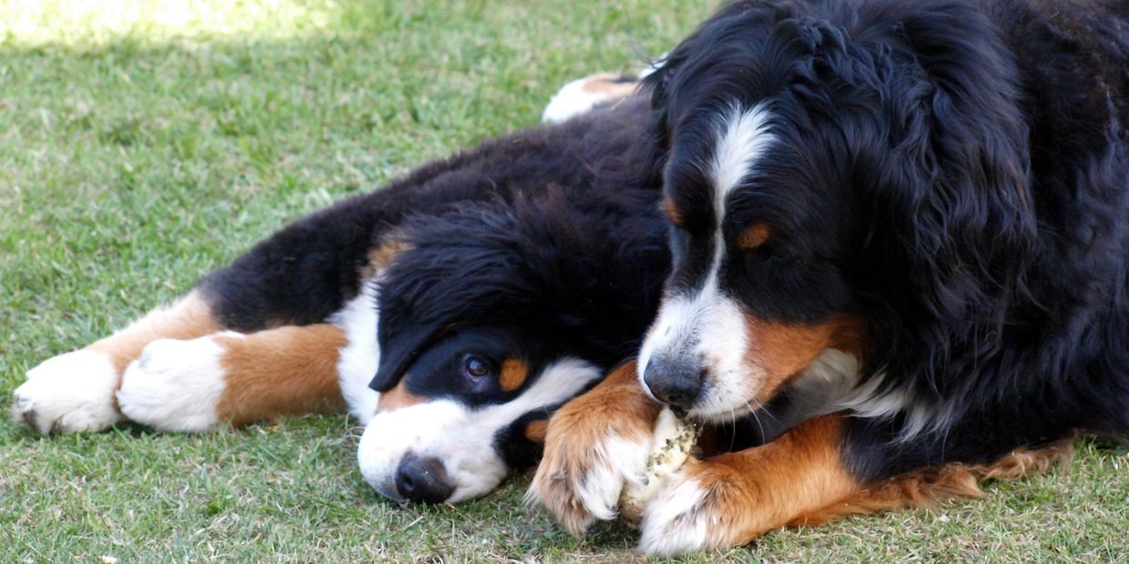 Abby as a puppy with our first Berner Tami.