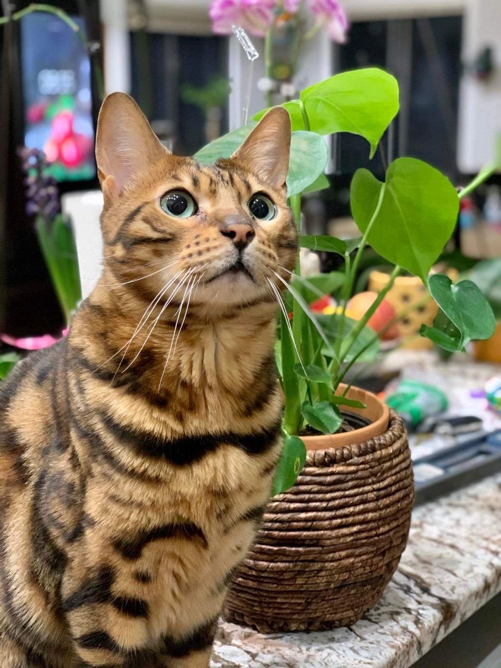 SCROLL DOWN TO CLICK ON AVAILABLE BENGAL PICS. Placement (upon receipt of app fee) in 45°-75° Only.