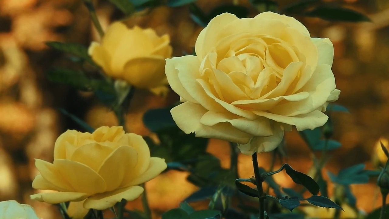 https://img1.wsimg.com/isteam/ip/0db278e1-b025-4e0c-ac29-197aa5292d59/thumbnails/thumbnail-085c1744-ccbe-4ce9-948b-89c75b3995e0.png
