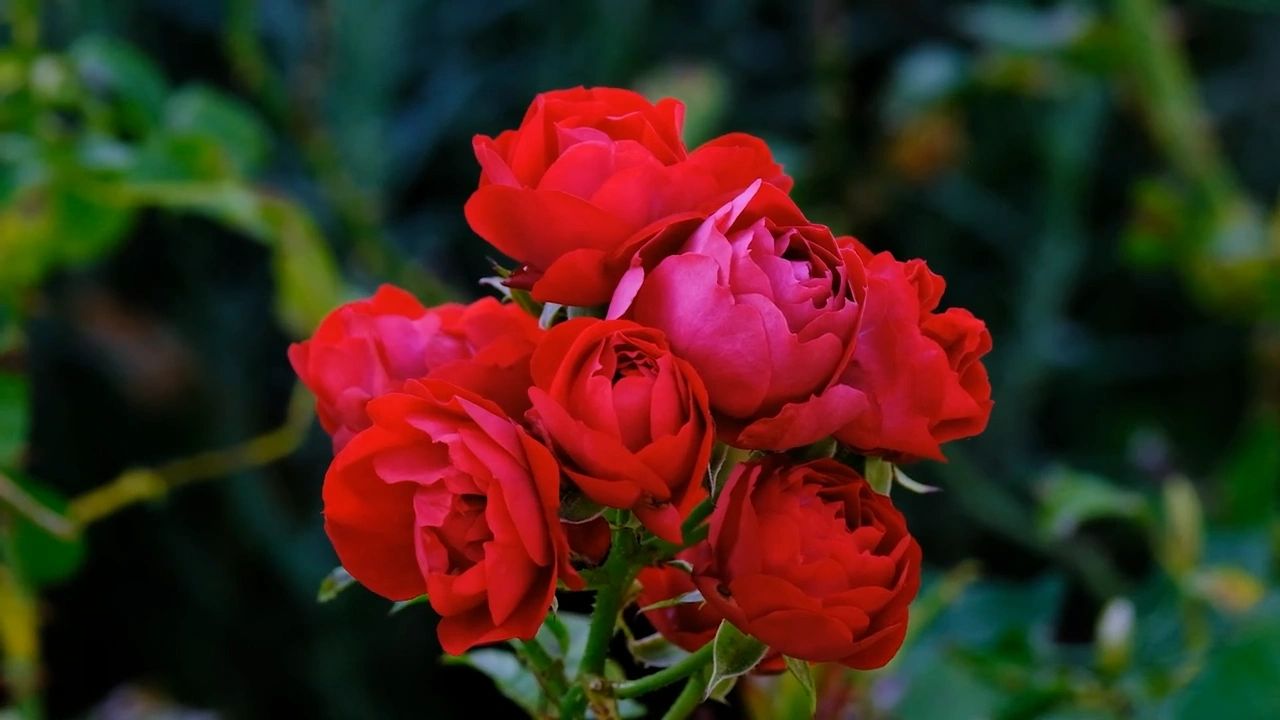 https://img1.wsimg.com/isteam/ip/0db278e1-b025-4e0c-ac29-197aa5292d59/thumbnails/thumbnail-32e40f26-4563-4eee-b03b-9c24073633c8.png