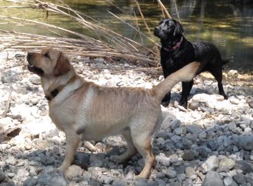 Active and strong black and yellow Labs.