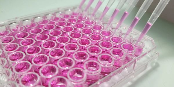 Pipetting pink liquid into a 96-well plate.