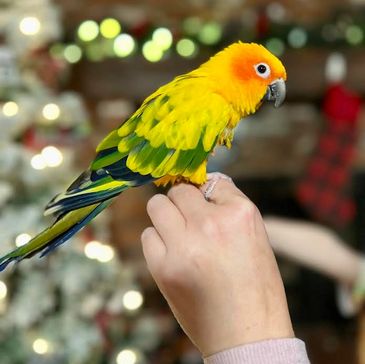 Sun Conure with his pet sitter