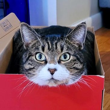 Cat in a box