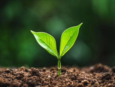 a green plant sprouting from the soil