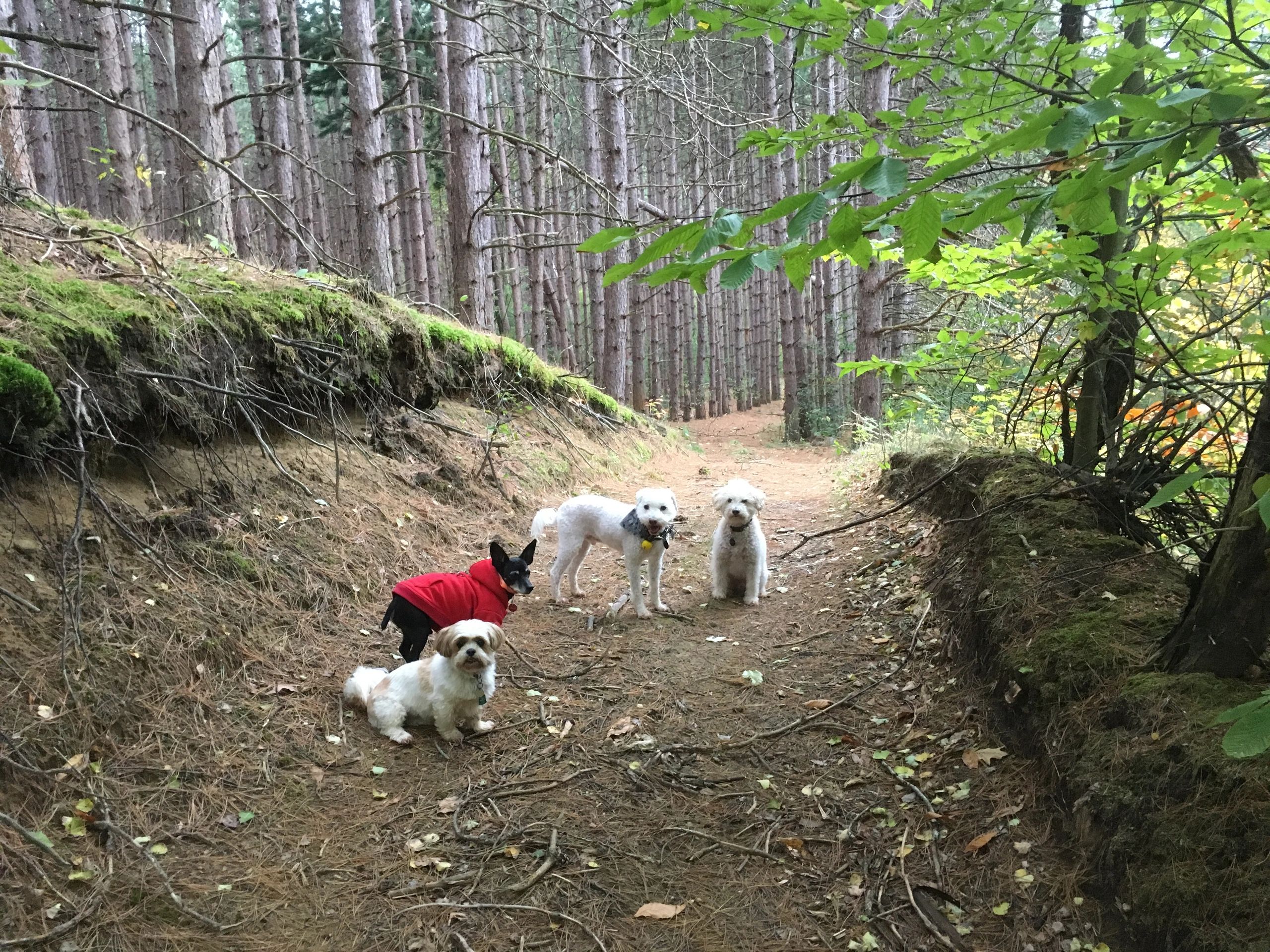 Mindy's Treasured Paws dog grooming listing photo