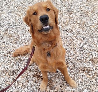 NORTH BOSTON DOG TRAINING REVIEWS visual data 3