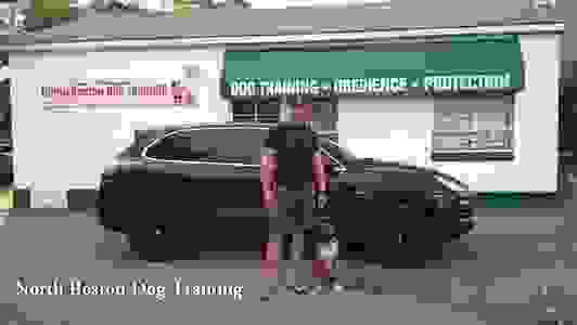 NORTH BOSTON DOG TRAINING REVIEWS visual data 5