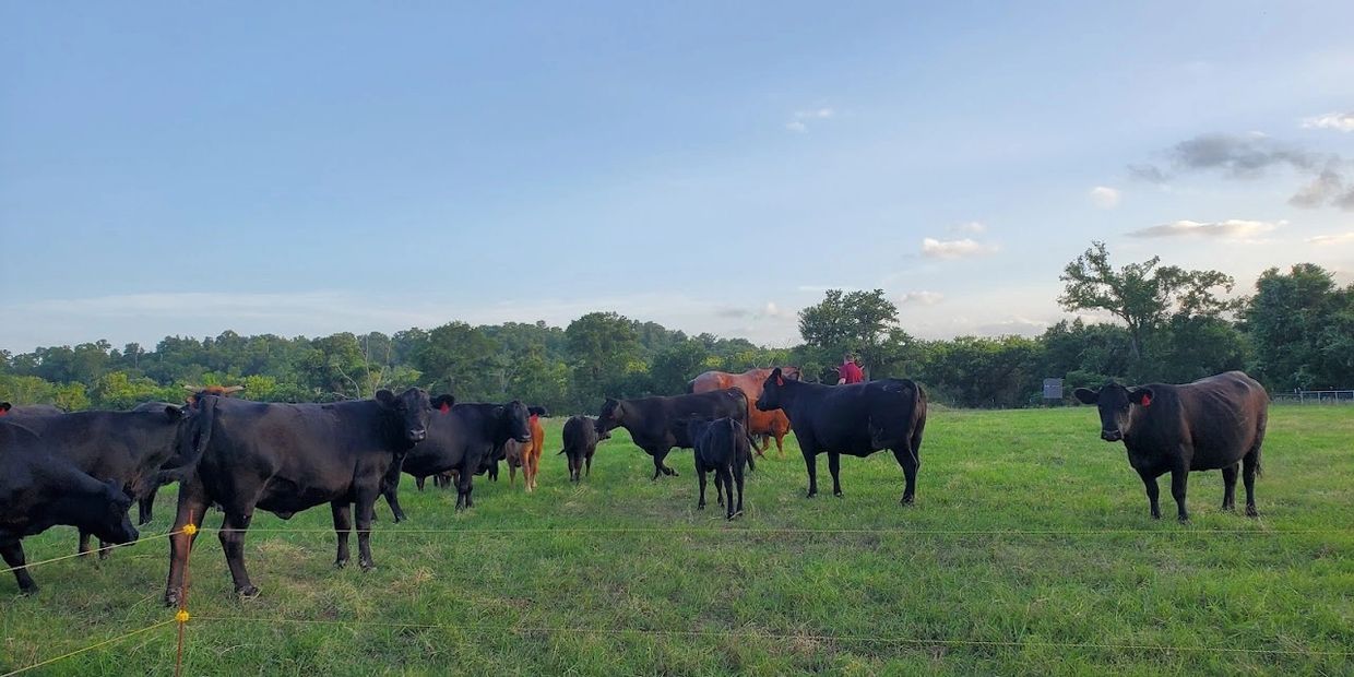 Central Texas Grass Finished Beef