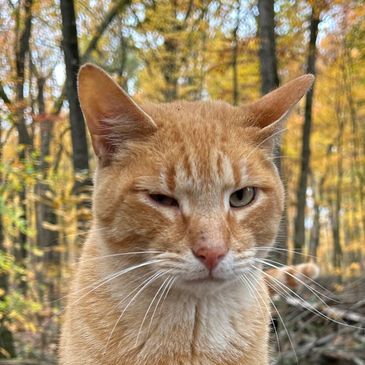 Orange cats in forest in fall