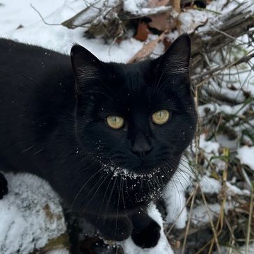 black cat with green eyes in winter