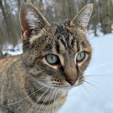 grey cat in winter