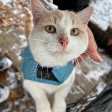 White cat with green eyes with jacket in winter