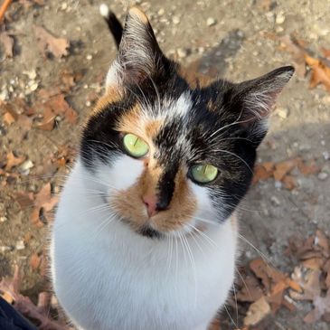 Calico cat with green eyes