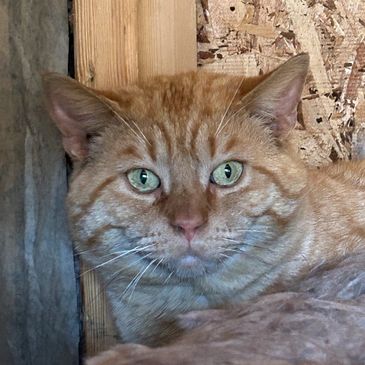 Chubby orange cat with green eyes