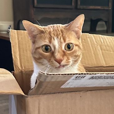 Orange cat in a box