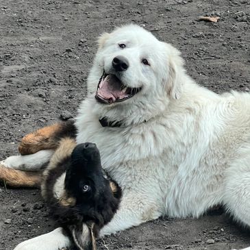 White dog with black dog