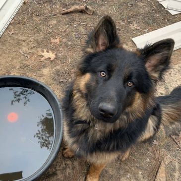 long haired german shepard