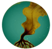 Holdfast Mariculture