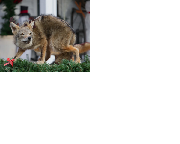 Rabid coyote hunting for his next kill.