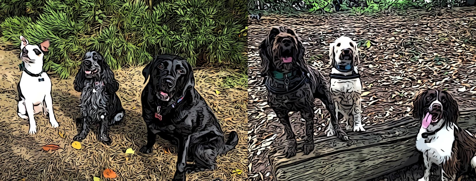 Good Dog Pet Care Services Home