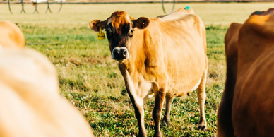 pasture raised