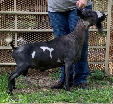 A black and white goat standing beside a person in jeans.