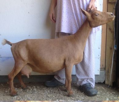 Brown goat standing beside a person indoors.