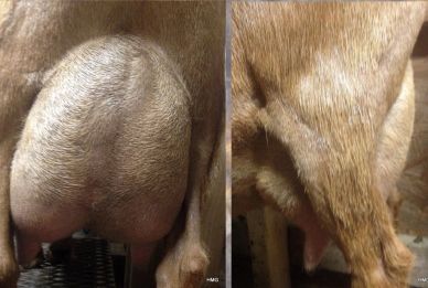 Comparison of a healthy cow udder and a swollen cow udder.