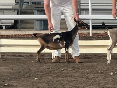 A person holding a brown and white goat at a livestock show.