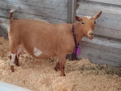 A brown goat with white spots inside a metal pen with wood shavings on the floor.