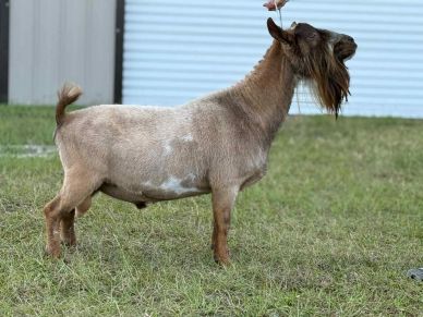 A brown goat with a long beard standing on grass.