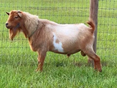 A brown and white goat standing on grass near a fence.