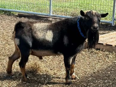 A black and brown goat with a blue collar stands in a fenced area.