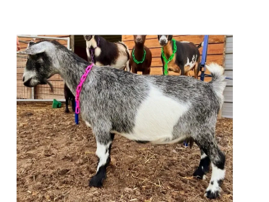 A gray and white goat with a pink collar standing on dirt.