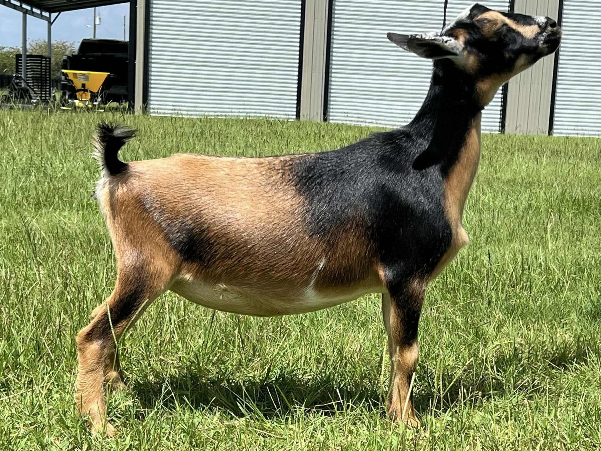 Goat standing proudly in a grassy yard near a shed.