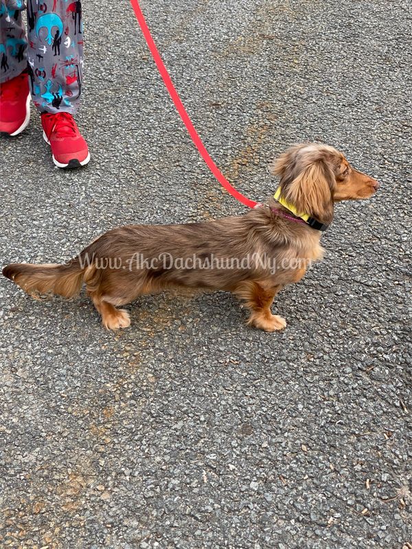 Akc dachshunds for sale in Ny