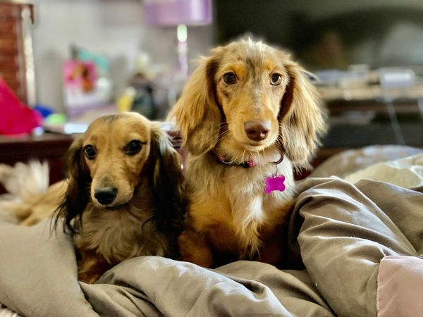 Akc dachshunds for sale in Ny