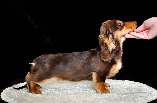 Akc dachshunds for sale in Ny