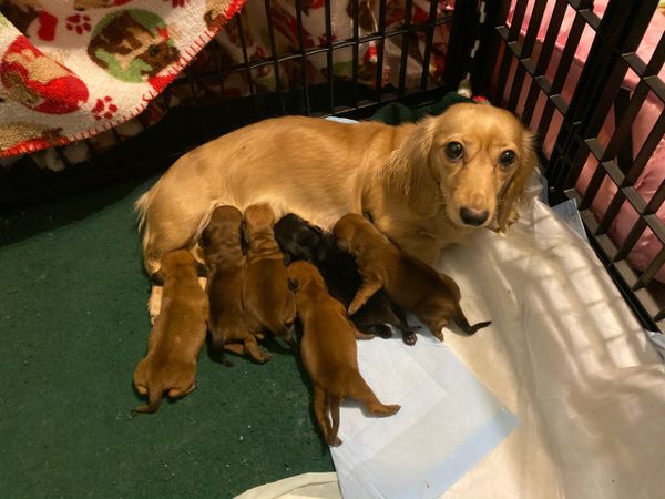 We cream dachshund mom