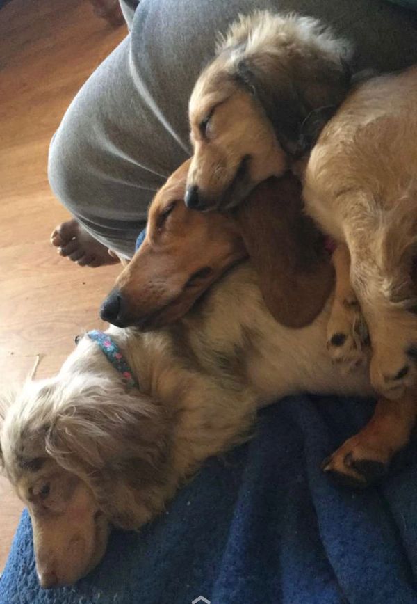 Akc dachshunds for sale in Ny